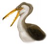 Pelagornis chilensis - гигантская птица из Южной Америки