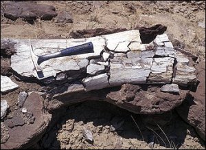 В начале палеогена еще существовали динозавры?