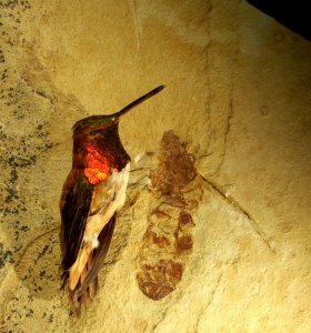 Titanomyrma lubei - очень крупный муравей, живший 50 миллионов лет назад