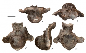 Volgatitan simbirskiensis - новый российский динозавр