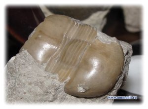 Трилобит Dysplanus sp.