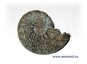 Аммониты Аммониты