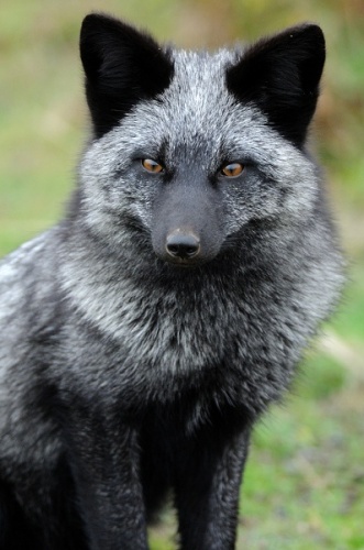 BlackFox